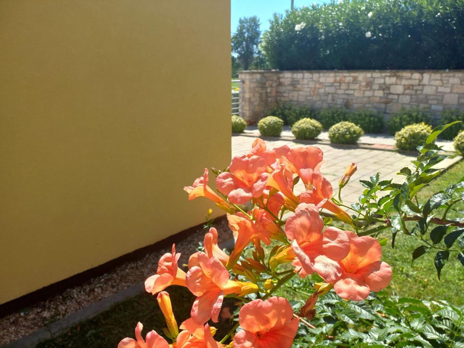 Apartment Lavanda Tar-Vabriga Kültér fotó